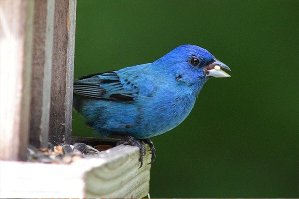 Indigo Bunting eating