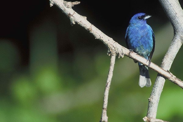 Indigo Bunting in tree