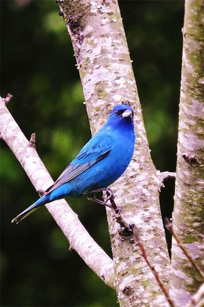 Indigo Bunting perched on birch tree