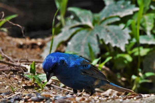 Indigo Bunting searching for insects