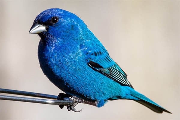 Indigo Bunting side view