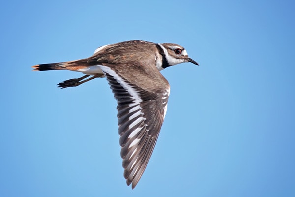 Killdeer Bird Facts