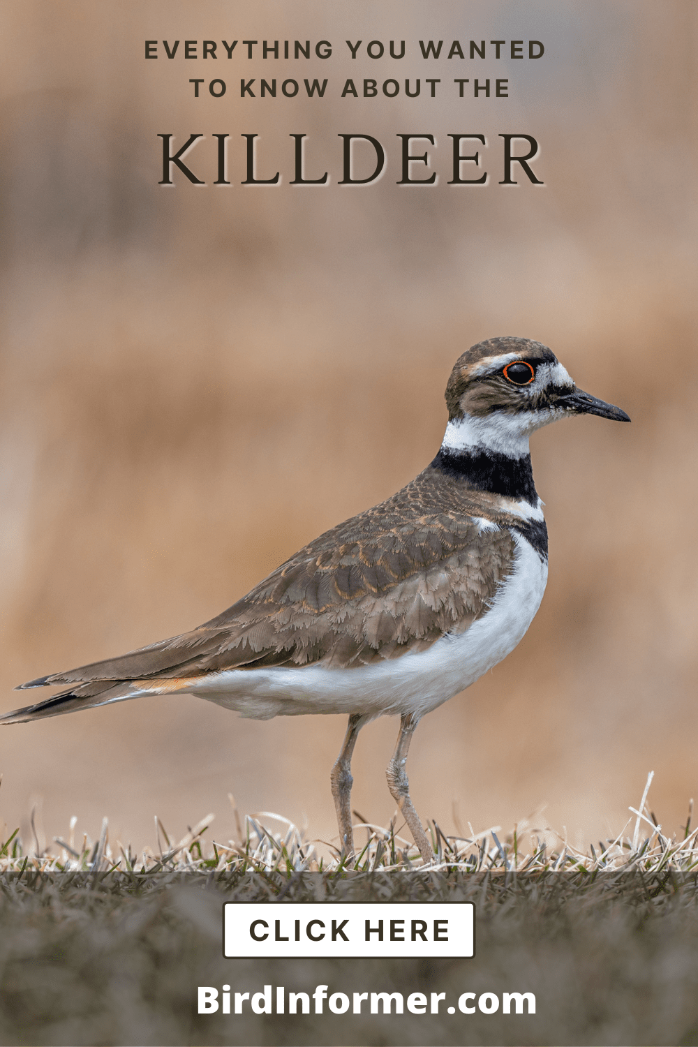 Killdeer