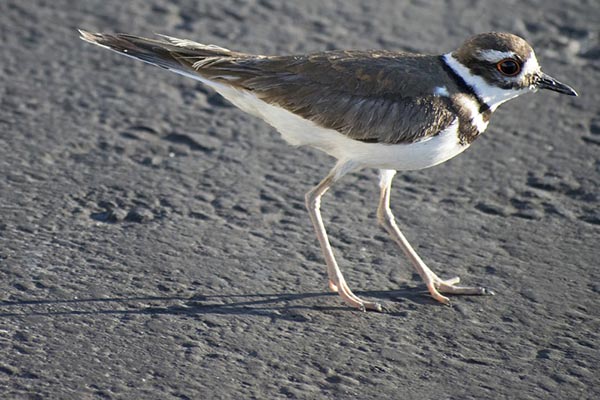 Killdeer bird in sunlight