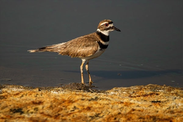 Killdeer in water