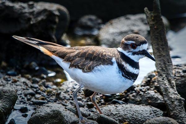 Killdeer on rocks