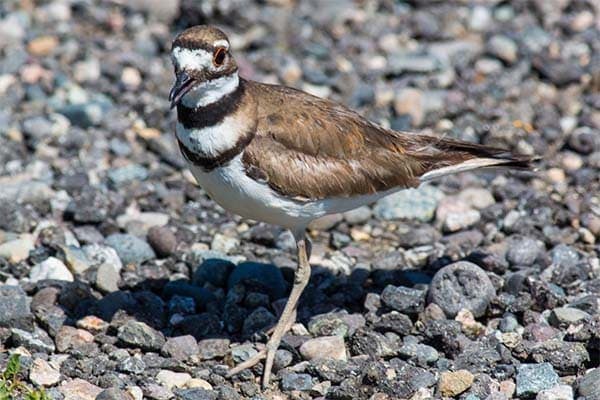 Killdeer searching for insects