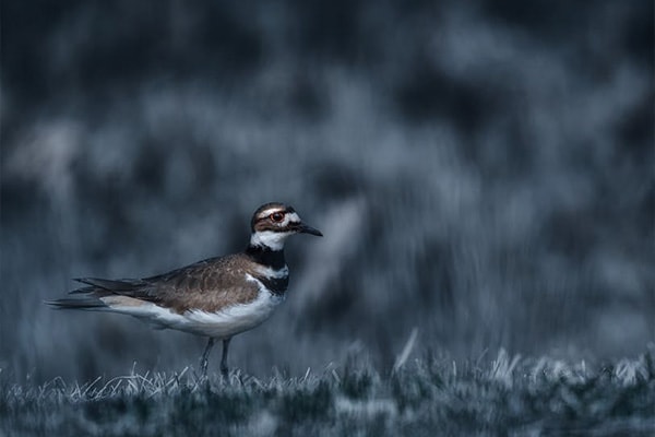 Killdeer side view