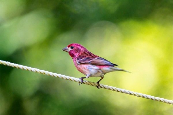 Male Purple Finch