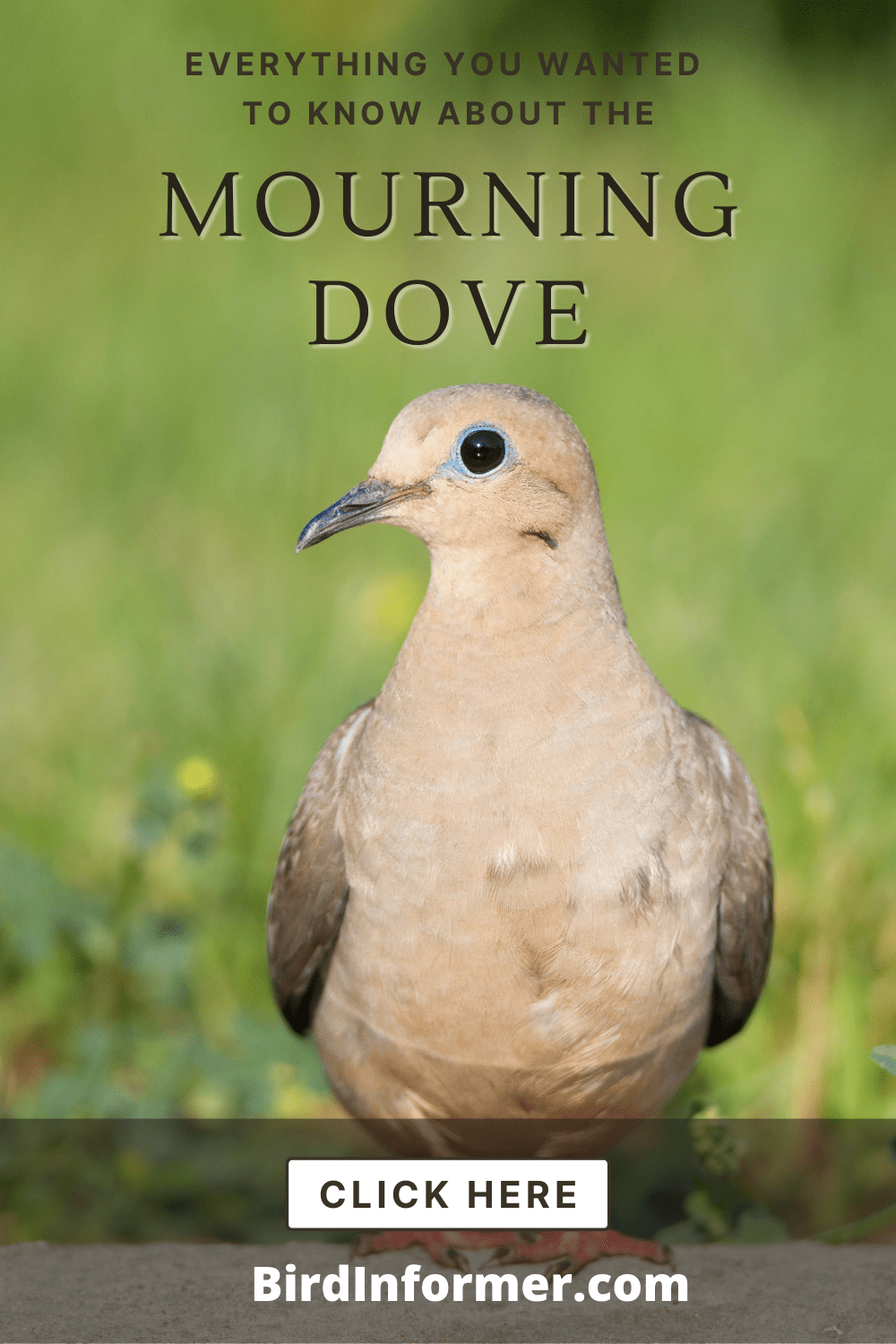 Mourning Dove