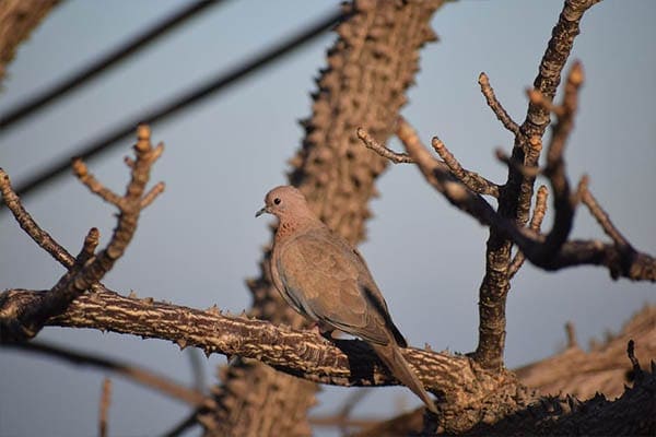 Mourning Dove on branch