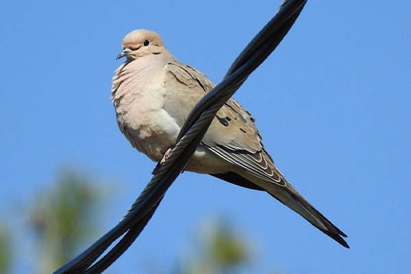 Mourning Dove on electrical wire