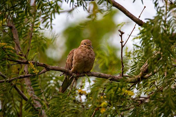 Mourning Dove on tree