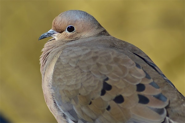 Mourning Dove side view