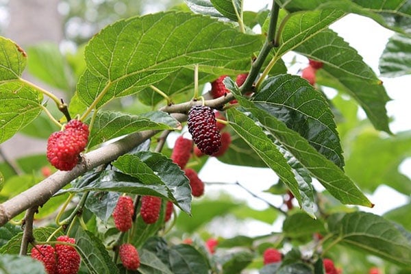 Mulberry Tree