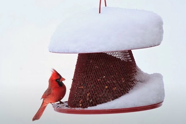 Best Review Of No/No Red Cardinal Bird Feeder By Perky Pet