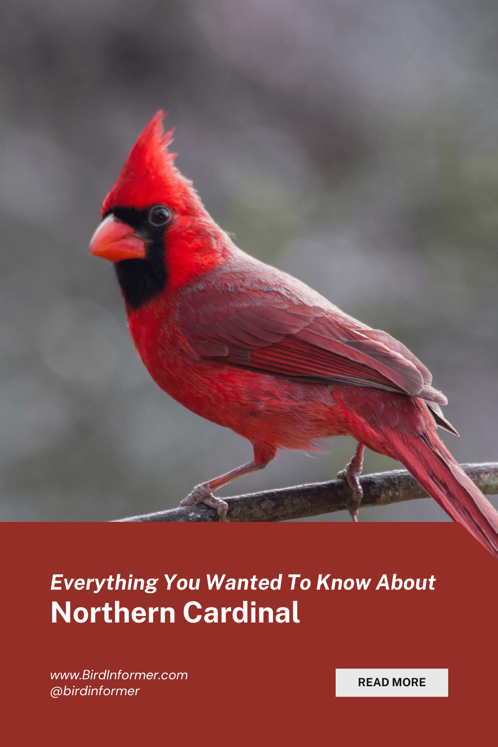 Northern Cardinal