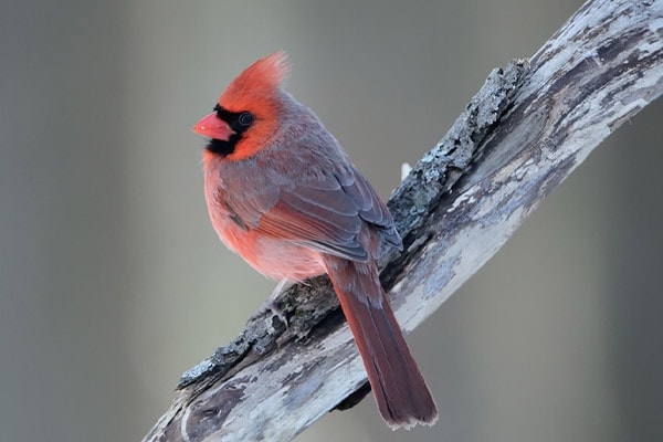 Northern Cardinal Perched On Branch