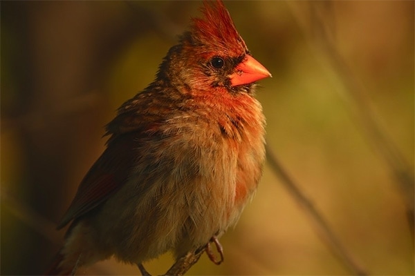 Northern Cardinal female