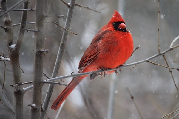 Northern Cardinal in winter