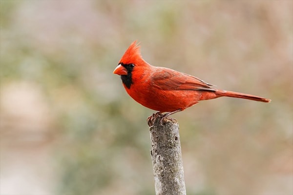 Northern Cardinal male