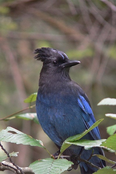 Northwestern Blue Jay