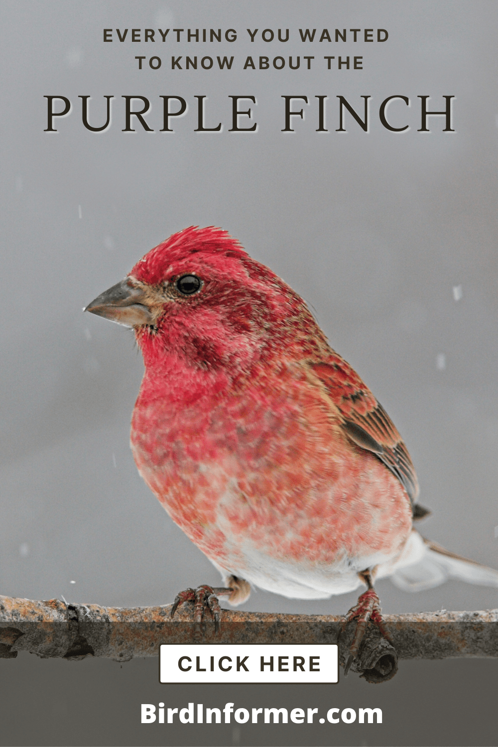 Purple Finch