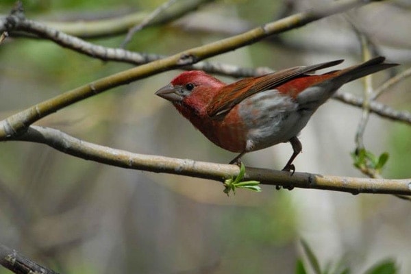 Purple Finch backside