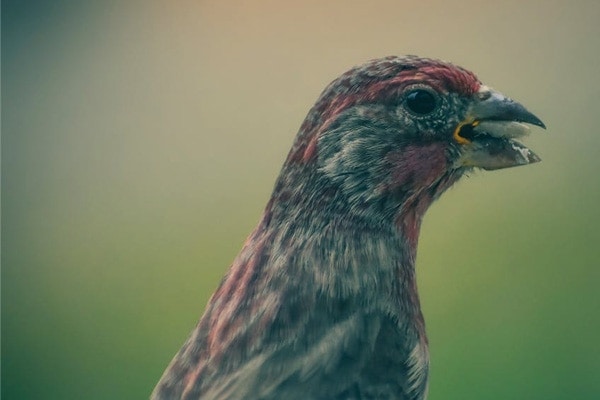 Purple Finch eating a seed
