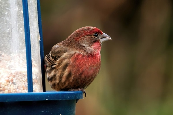 Purple Finch eating at bird feeder