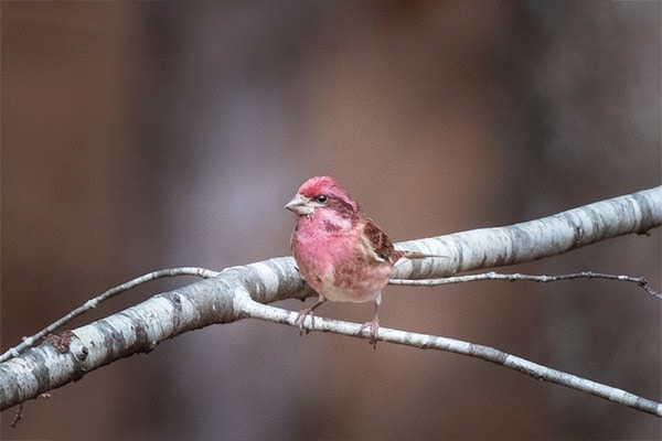 Purple Finch on branch