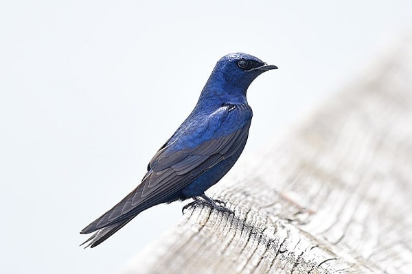 Purple Martin sideview