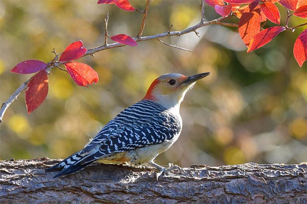 Red-bellied Woodpecker and flowers