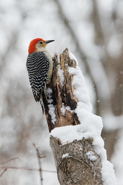 Red-bellied Woodpecker back view