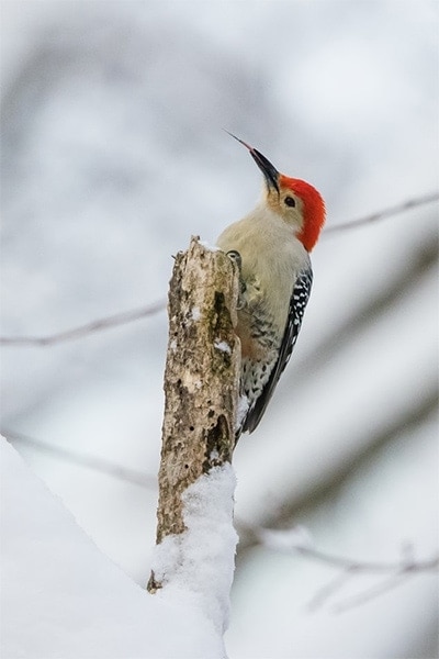 Red-bellied Woodpecker in winter