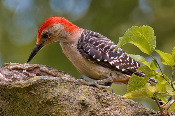 Red-bellied Woodpecker searching for insects on tree branch