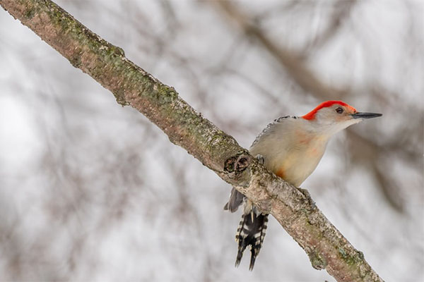 Red-bellied Woodpecker side view