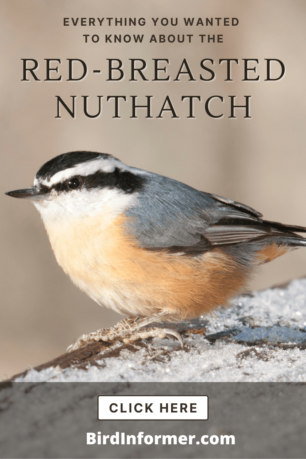 Red-breasted Nuthatch