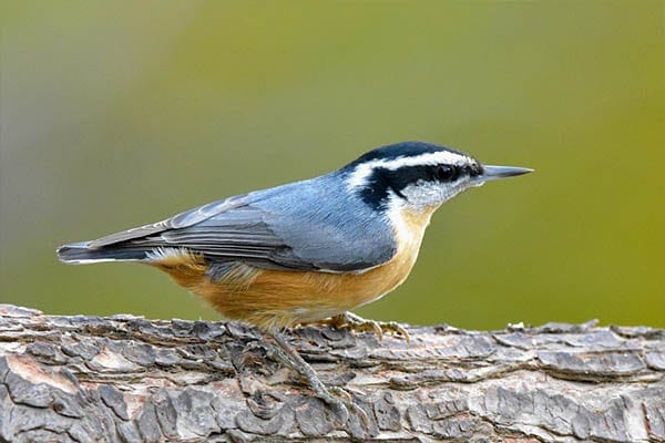 Red-breasted Nuthatch bird