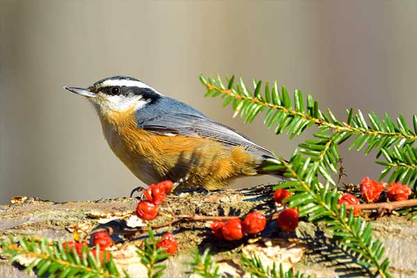 Red-breasted Nuthatch in pine tree