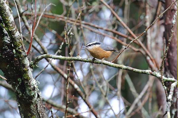 Red-breasted Nuthatch in winter