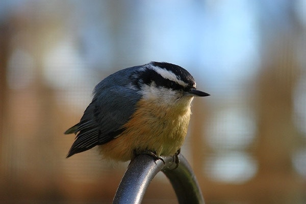 Red-breasted Nuthatch side view