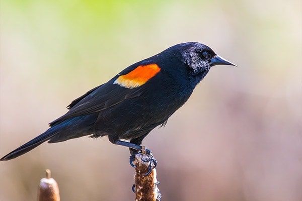 Red-winged Blackbird closeup view