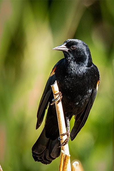 Red-winged Blackbird front view