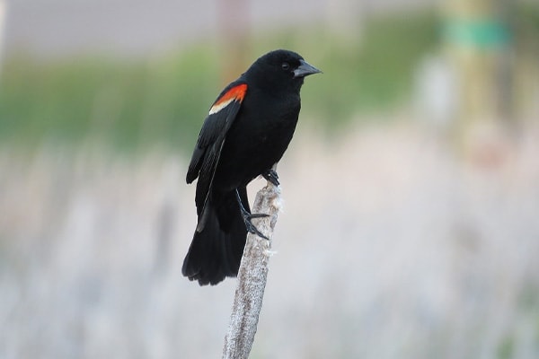 Red-winged Blackbird image