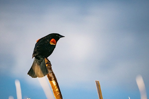 Red-winged Blackbird on cattail plant