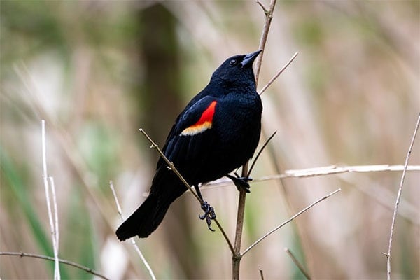 Red-winged Blackbird sideview