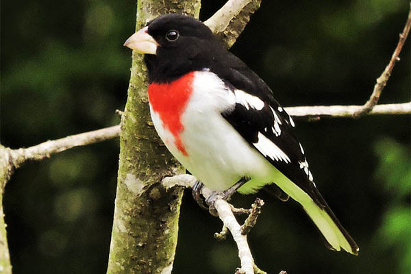 Rose-breasted Grosbeak close-up view