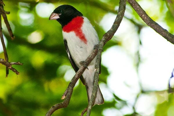 Rose-breasted Grosbeak in summer