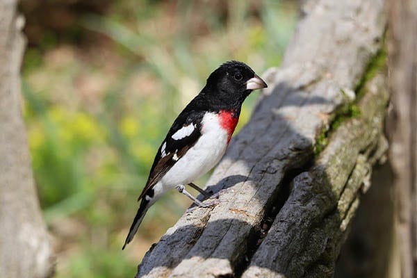 Bird in tree